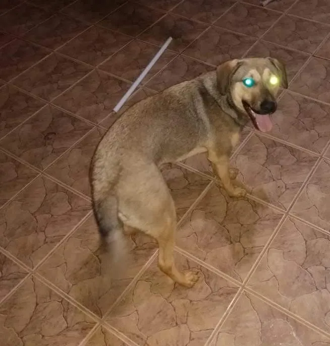 Cachorro ra a Vira-lata idade 2 a 6 meses nome Nao tem nome