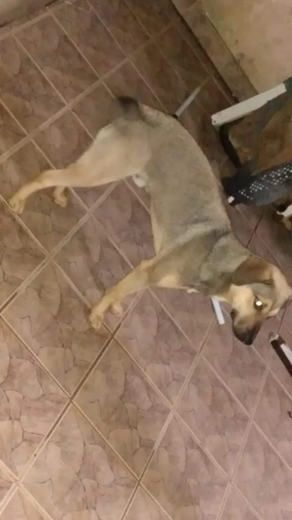 Cachorro ra a Vira-lata idade 2 a 6 meses nome Nao tem nome