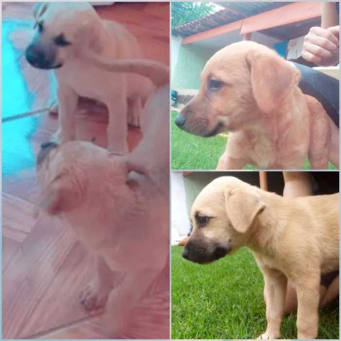 Cachorro ra a Vira lata  idade Abaixo de 2 meses nome ?