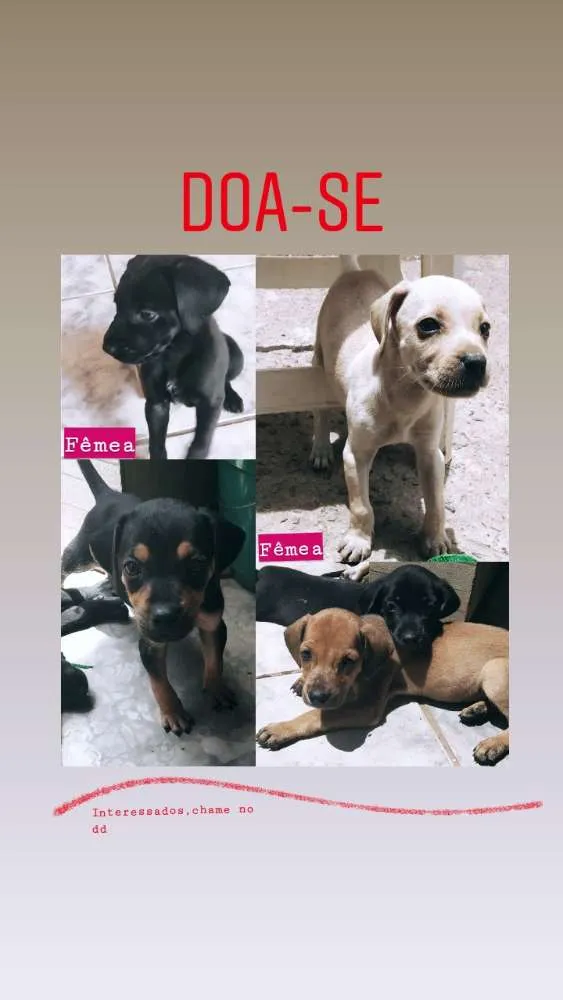 Cachorro ra a vira lata idade Abaixo de 2 meses nome sem nomes