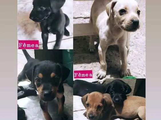 Cachorro ra a vira lata idade Abaixo de 2 meses nome sem nomes