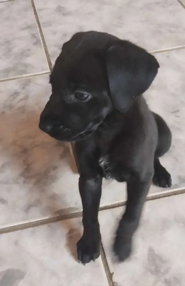 Cachorro ra a vira lata idade Abaixo de 2 meses nome sem nomes