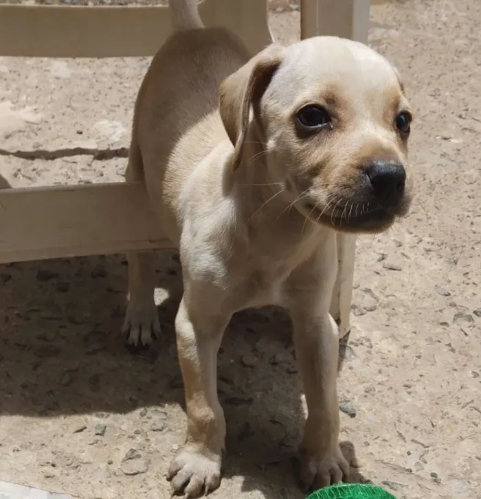 Cachorro ra a vira lata idade Abaixo de 2 meses nome sem nomes