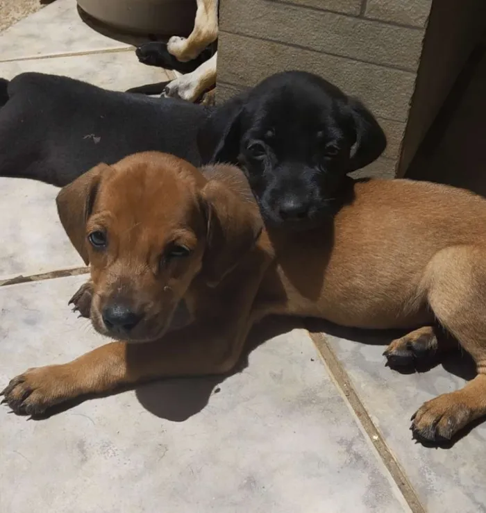 Cachorro ra a vira lata idade Abaixo de 2 meses nome sem nomes