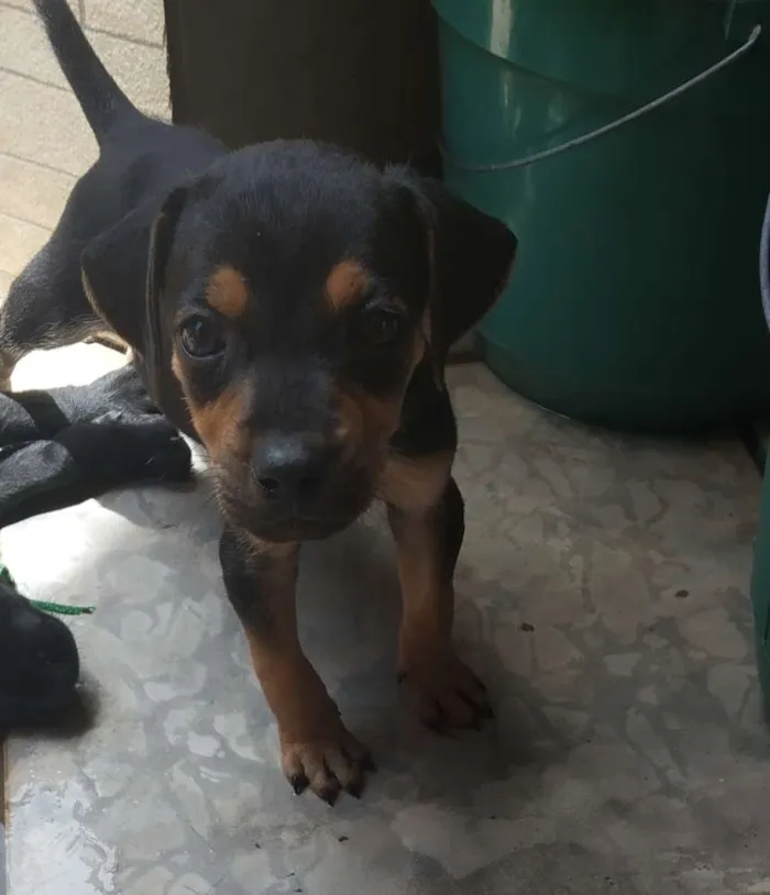 Cachorro ra a vira lata idade Abaixo de 2 meses nome sem nomes