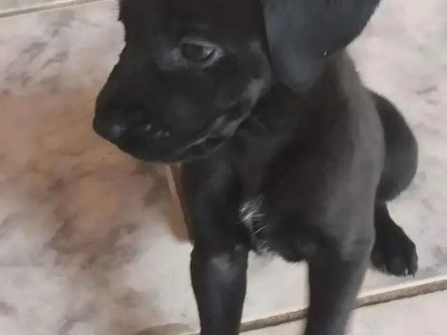 Cachorro ra a vira lata idade Abaixo de 2 meses nome sem nomes
