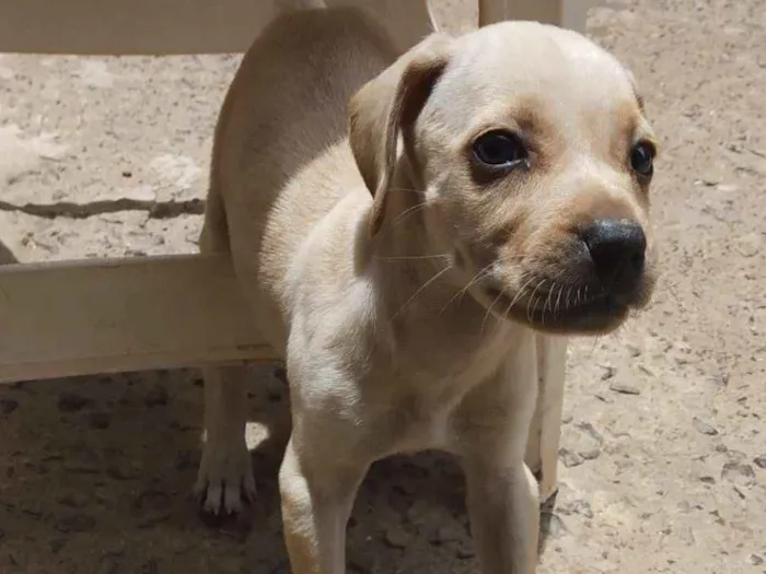 Cachorro ra a vira lata idade Abaixo de 2 meses nome sem nomes
