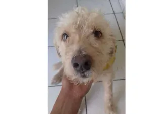 Cachorro raça Poodle idade 6 ou mais anos nome Bethovem