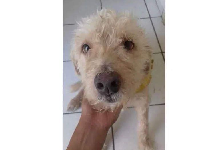 Cachorro ra a Poodle idade 6 ou mais anos nome Bethovem