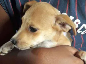 Cachorro raça vira lata  idade 2 a 6 meses nome branca de neve 