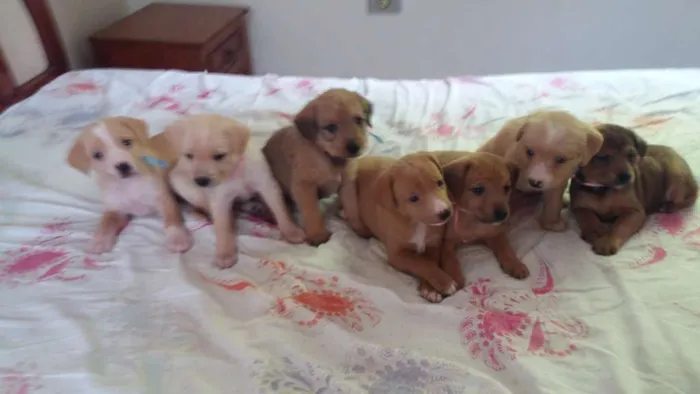 Cachorro raça SRD idade Abaixo de 2 meses nome Sem nome