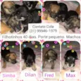 Simba,Dilan,Fred,Max