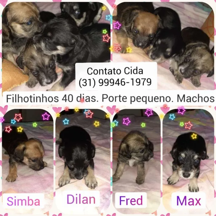 Cachorro raça Srd idade Abaixo de 2 meses nome Simba,Dilan,Fred,Max