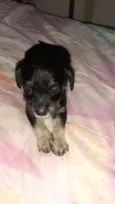 Simba,Dilan,Fred,Max