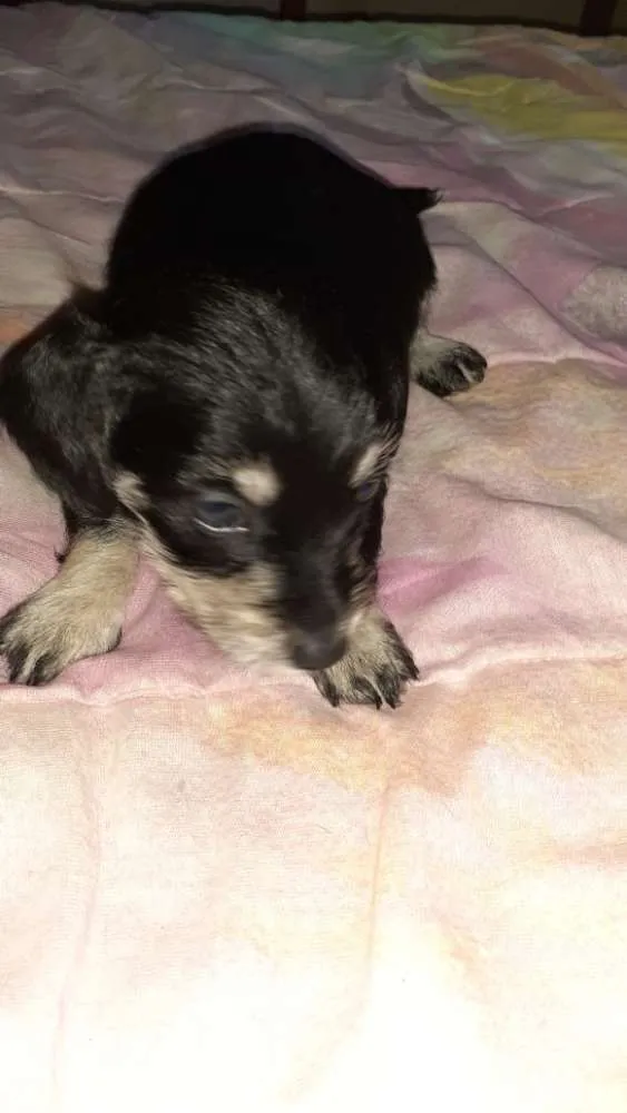 Cachorro raça Srd idade Abaixo de 2 meses nome Simba,Dilan,Fred,Max