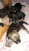 Simba,Dilan,Fred,Max