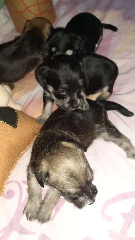 Cachorro raça Srd idade Abaixo de 2 meses nome Simba,Dilan,Fred,Max