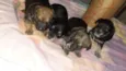 Simba,Dilan,Fred,Max
