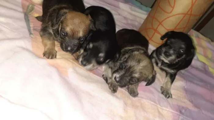 Cachorro raça Srd idade Abaixo de 2 meses nome Simba,Dilan,Fred,Max