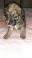 Simba,Dilan,Fred,Max