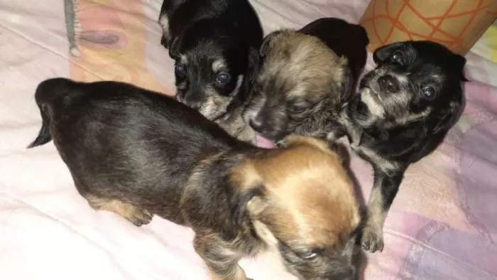 Cachorro raça Srd idade Abaixo de 2 meses nome Simba,Dilan,Fred,Max