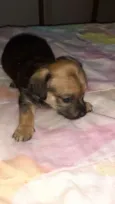 Simba,Dilan,Fred,Max