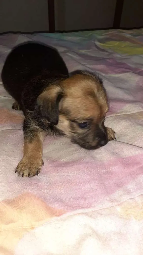 Cachorro raça Srd idade Abaixo de 2 meses nome Simba,Dilan,Fred,Max