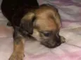 Simba,Dilan,Fred,Max