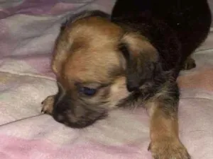 Cachorro raça Srd idade Abaixo de 2 meses nome Simba,Dilan,Fred,Max