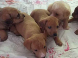Cachorro raça SRD idade Abaixo de 2 meses nome Sem nome