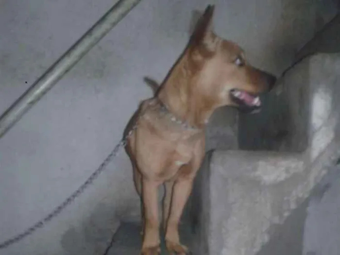 Cachorro ra a Vira lata idade 2 anos nome Mel