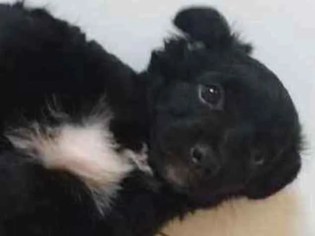 Cachorro ra a Poodle idade Abaixo de 2 meses nome Nala
