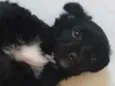 Nala