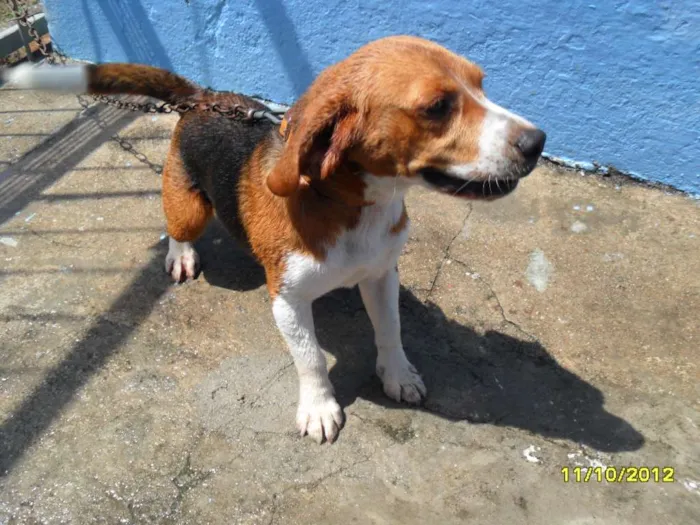 Cachorro raça BEAGLE idade 6 ou mais anos nome MARLEY