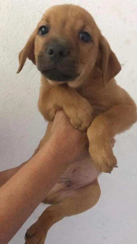 Cachorro raça SRD idade  nome FREDERICO