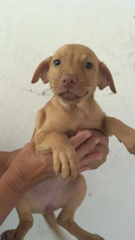 Cachorro raça SRD idade 2 a 6 meses nome GISELE