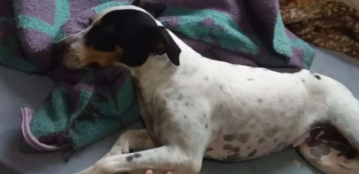 Cachorro ra a Mestiço   idade  nome Zeus e Chiara 