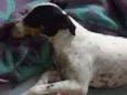 Zeus e Chiara 