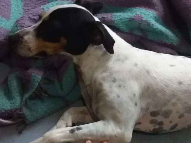 Cachorro ra a Mestiço   idade  nome Zeus e Chiara 