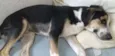 Zeus e Chiara 