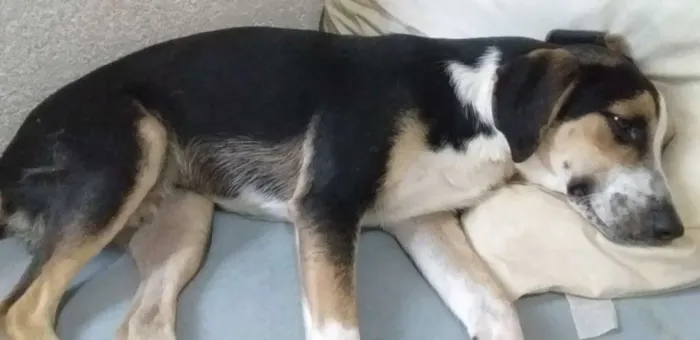 Cachorro ra a Mestiço   idade  nome Zeus e Chiara 