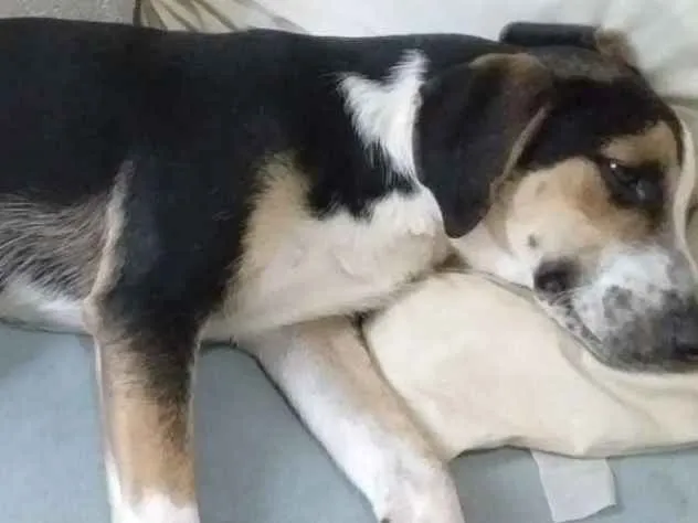 Cachorro ra a Mestiço   idade  nome Zeus e Chiara 