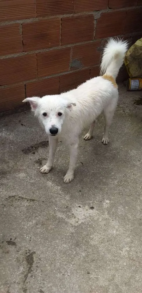 Cachorro ra a SRD idade 3 anos nome Rabito