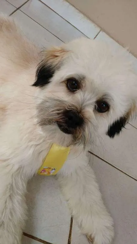 Cachorro raça SRD idade 2 anos nome CHOCOLATE