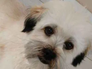 Cachorro raça SRD idade 2 anos nome CHOCOLATE