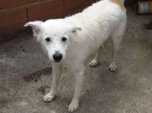 Cachorro ra a SRD idade 3 anos nome Rabito