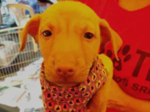 Cachorro raça SRD idade 2 a 6 meses nome GISELE