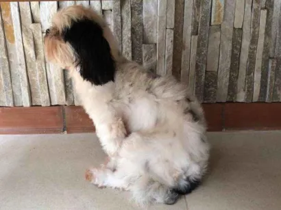Cachorro raça Lhasa Apso idade 7 a 11 meses nome Desconhecido