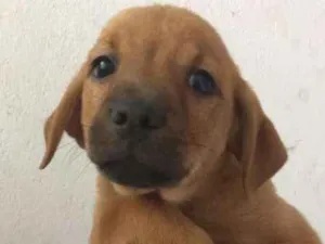 Cachorro raça SRD idade  nome FREDERICO