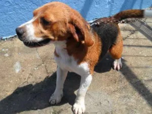 Cachorro raça BEAGLE idade 6 ou mais anos nome MARLEY